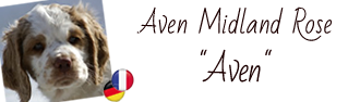Hier findet man das Fotoalbum von Aven Clumber Spaniel Aven