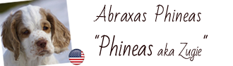 Hier findet man das Fotoalbum von Phineas Clumber Spaniel Phineas