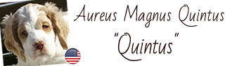 Dukeries' Aureus Magnus Quintus
