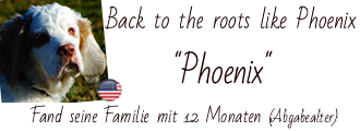 Clumber Spaniel Phoenix