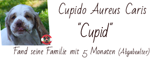 Clumber Spaniel Cupid