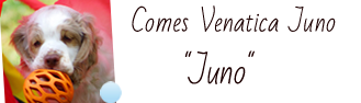 Dukeries' Comes Venatica Juno
