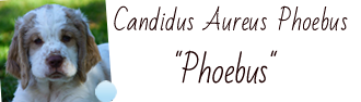 Dukeries' Candidus Aureus Phoebus