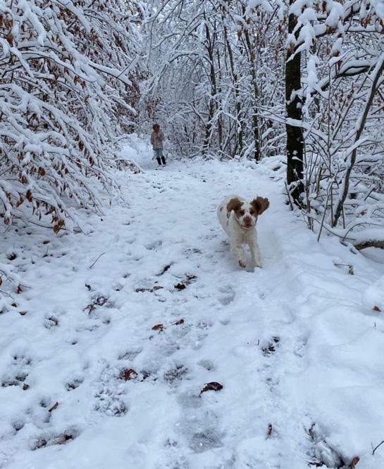 Spaniel im Winterwald