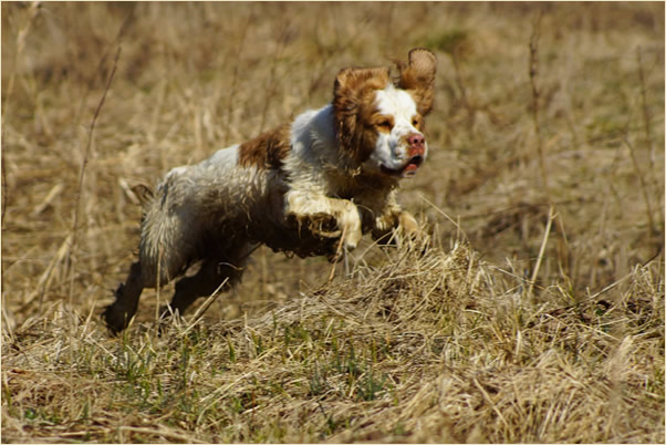 Aven - Dukeries' Clumber Spaniel Aven - Dukeries' Clumber Spaniel