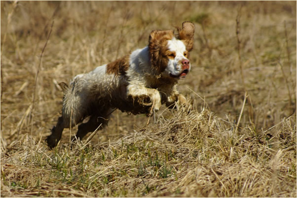 Aven - Dukeries' Clumber Spaniel