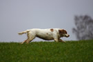 Dukeries' Clumber Spaniel Deli