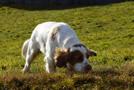 Dukeries' Clumber Spaniel Deli