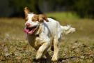 Dukeries' Clumber Spaniel Deli