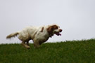 Dukeries' Clumber Spaniel Deli