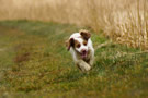 Dukeries' Clumber Spaniel Deli