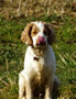 Dukeries' Clumber Spaniel Deli