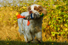 Dukeries' Clumber Spaniel Leya