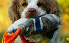 Dukeries' Clumber Spaniel Leya