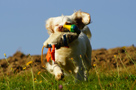 Dukeries' Clumber Spaniel Sparkle