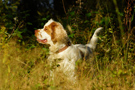 Dukeries' Clumber Spaniel Aven