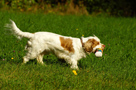 Dukeries' Clumber Spaniel Aven