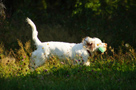 Dukeries' Clumber Spaniel Sparkle