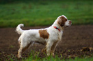 Dukeries' Clumber Spaniel Aven