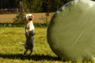 Dukeries' Clumber Spaniel Sparkle