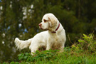 Dukeries' Clumber Spaniel Sparkle