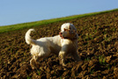 Dukeries' Clumber Spaniel Sparkle