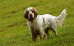 Dukeries' Clumber Spaniel Leya