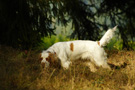 Dukeries' Clumber Spaniel Aven