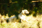 Dukeries' Clumber Spaniel Sparkle