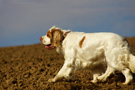 Dukeries' Clumber Spaniel Leya