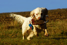 Dukeries' Clumber Spaniel Sparkle