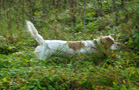 Dukeries' Clumber Spaniel Aven