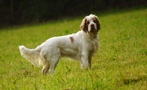 Dukeries' Clumber Spaniel Leya