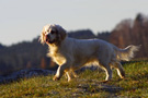 Dukeries' Clumber Spaniel Sparkle