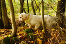 Dukeries' Clumber Spaniel Sparkle