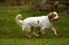 Dukeries' Clumber Spaniel Leya