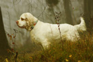 Dukeries' Clumber Spaniel Sparkle