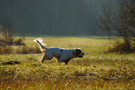 Dukeries' Clumber Spaniel Leya