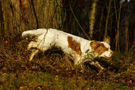 Dukeries' Clumber Spaniel Aven