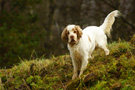 Dukeries' Clumber Spaniel Leya