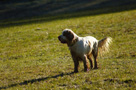 Dukeries' Clumber Spaniel Leya