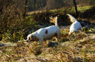 Dukeries' Clumber Spaniel Leya