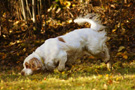 Dukeries' Clumber Spaniel Leya