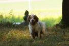 Dukeries' Clumber Spaniel Leya