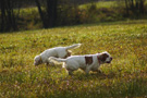 Dukeries' Clumber Spaniel Aven