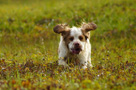 Dukeries' Clumber Spaniel Aven