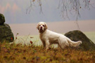 Dukeries' Clumber Spaniel Sparkle