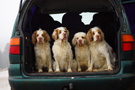 Dukeries' Clumber Spaniel Sparkle