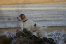 Dukeries' Clumber Spaniel Aven