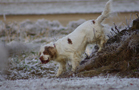 Dukeries' Clumber Spaniel Aven